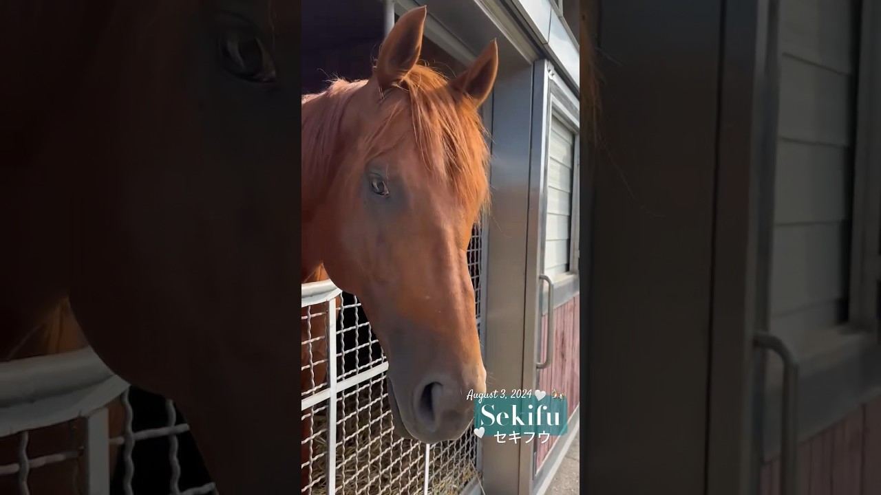 【セキフウ】長めの前髪が美しい🐴Look at the beauty of Sekifu!