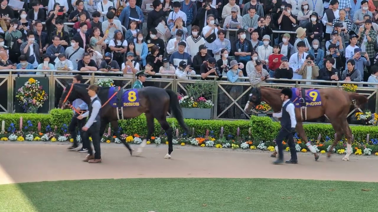 [現地観戦] 2024/04/14 中山11R 第84回 皐月賞 GI パドック