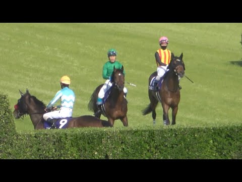 【中山グランドジャンプ2024】本馬場入場 現地映像 イロゴトシ