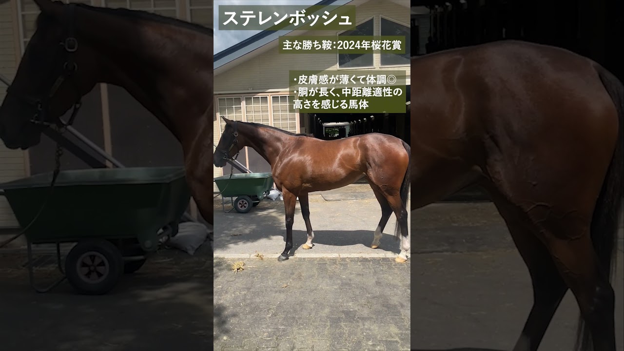 【サンスポのヤングマン綿越が夏休み中の有力馬に会ってきました！＃１】#競馬　#競走馬　#アスコリピチェーノ　#ステレンボッシュ　#アマンテビアンコ　#阪神ＪＦ　#桜花賞　#羽田盃　#24世代