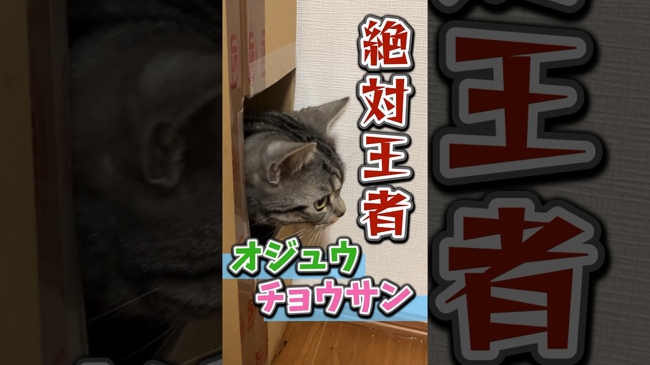 飼い猫でJRA風CM【伝説の中山大障害を再現する猫】 #shorts #競馬 #有馬記念 #中山大障害 #猫 #猫動画 #猫のいる暮らし