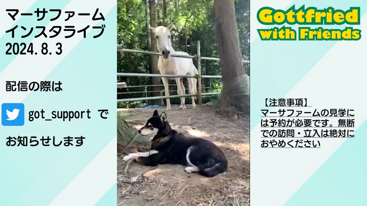 ヤギに襲われ、馬に囲まれる