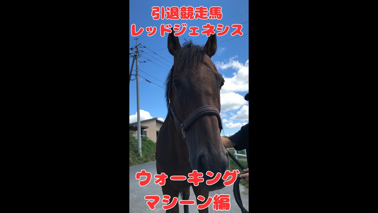 【引退競走馬】レッドジェネシス【ウォーキングマシーン編】