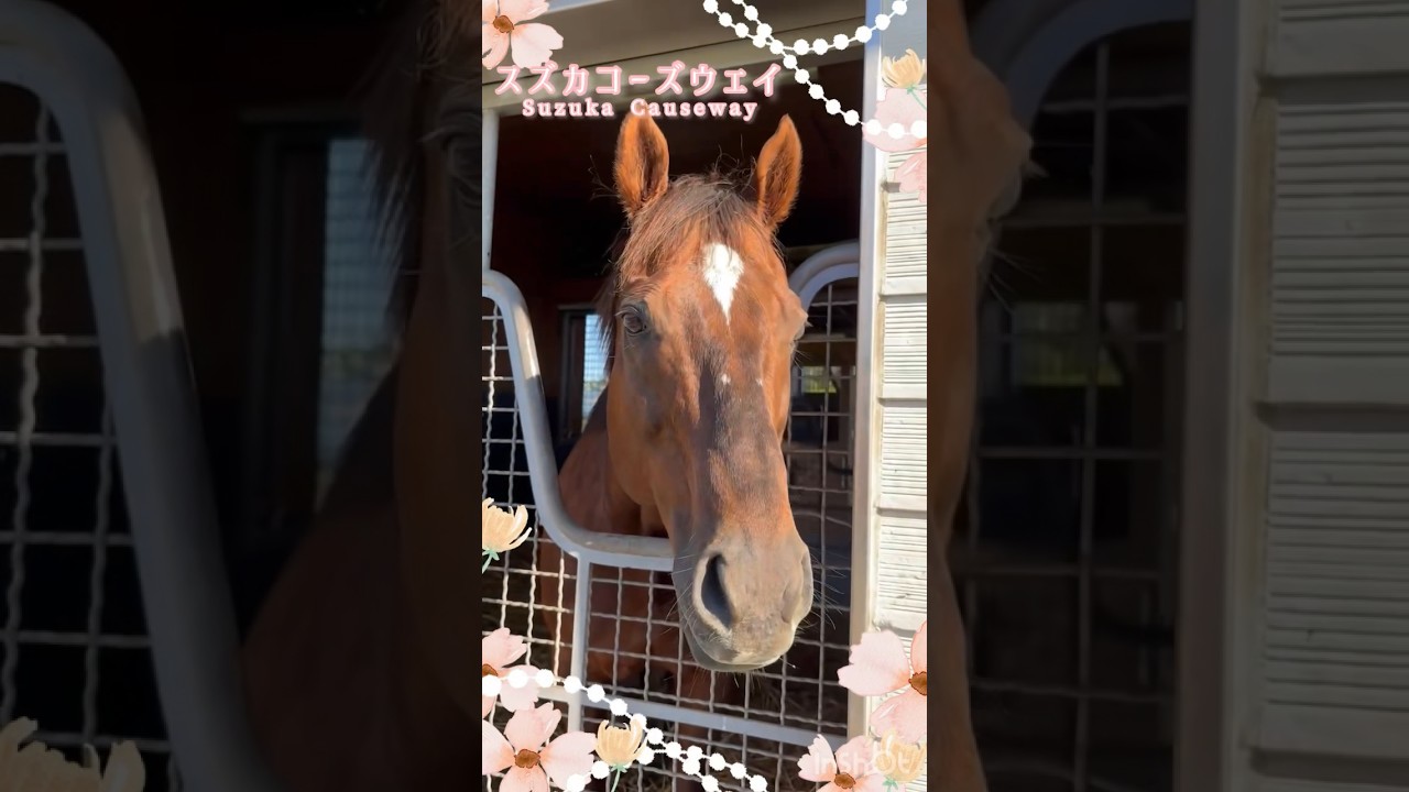 スズカコーズウェイがかわいすぎて感動しました。Suzuka Causeway🍑✨￼September 1, 2024