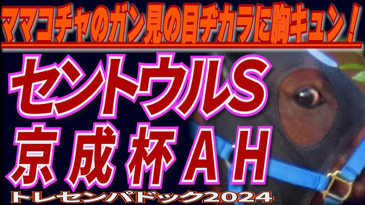 ママコチャのガン見に胸キュン！スプリンターズＳへの階段【セントウルＳ】武豊この馬で4度目の挑戦【京成杯AH】トレセンでの馬の状態確認！！ 競馬予想に役立つ！？ /  出走馬　トレセンパドック2024
