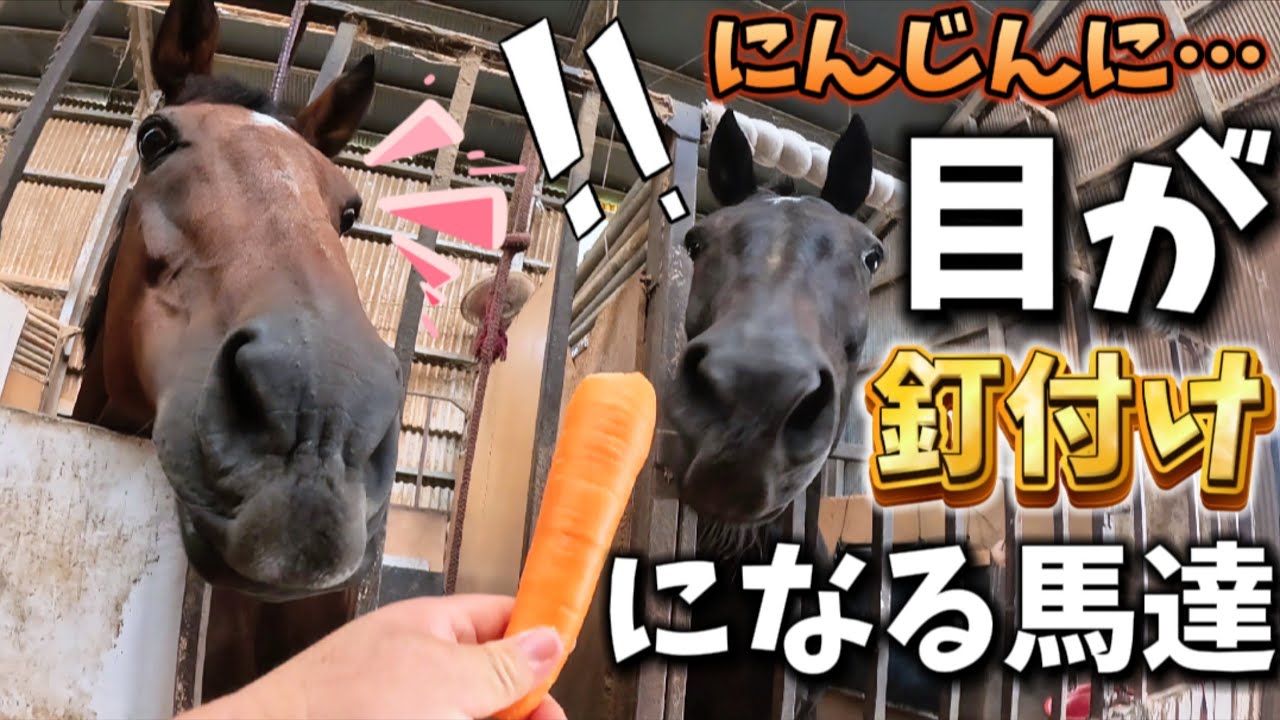 『それ私にちょーだい❤』大量のにんじんが届いたので、厩舎に居る馬たち全頭にニンジンをあげたら…こうなっちゃいました。【ツルマルボーイ様のシモベ】