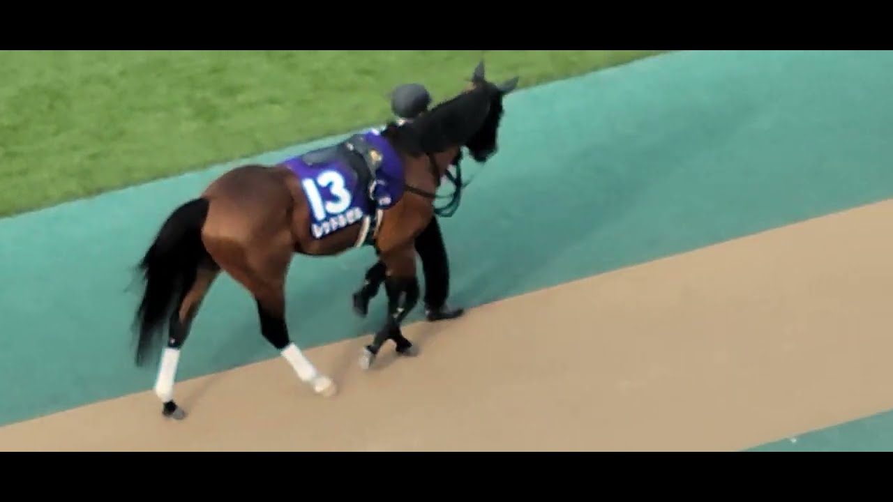 2024/02/18 東京11R フェブラリーステークス(GⅠ) レッドルゼル パドック、返し馬の様子
