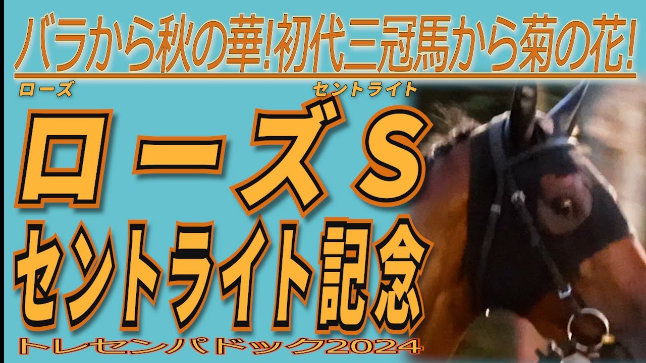 バラから秋の華🌹初代三冠馬から菊の花🌸【ローズＳ】【セントライト記念】トレセンでの馬の状態確認！！ 競馬予想に役立つ！？ /  出走馬　トレセンパドック2024