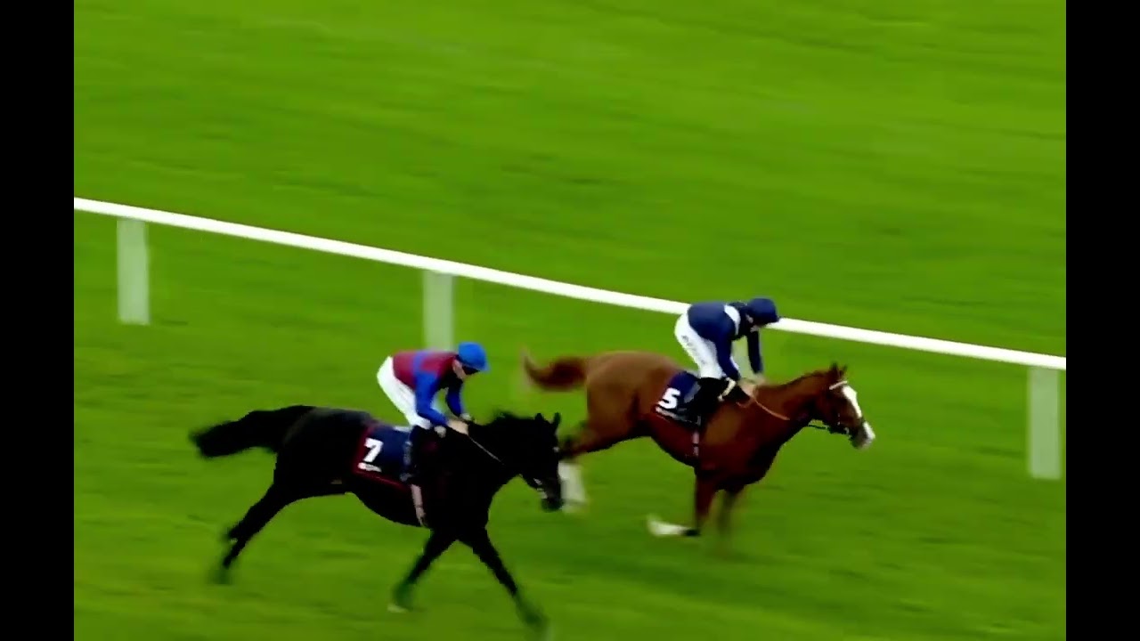 2024 愛チャンピオンステークス シンエンペラー