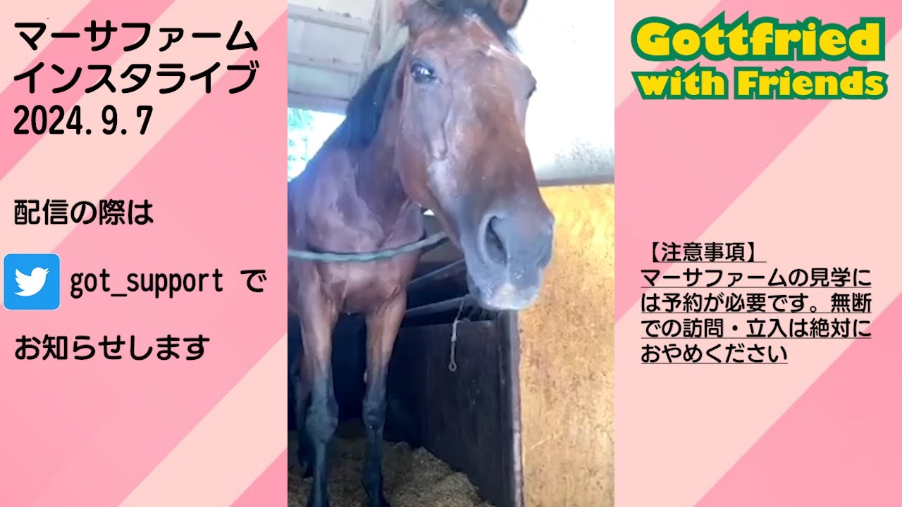 マスカットをもそもそ食べるハルウララさん