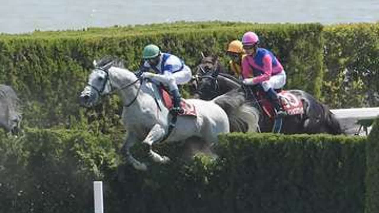 スプリンターズSに出走予定の香港馬ビクターザウィナーがバリアトライアルで1位ゴール　17日に来日予定｜競馬ニュース｜競馬予想のウマニティ