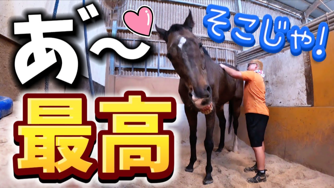 おじいちゃんG1馬ツルマルボーイ様を全力でマッサージしたら気持ちよすぎてこうなっちゃいました…【ツルマルボーイ様のシモベ】
