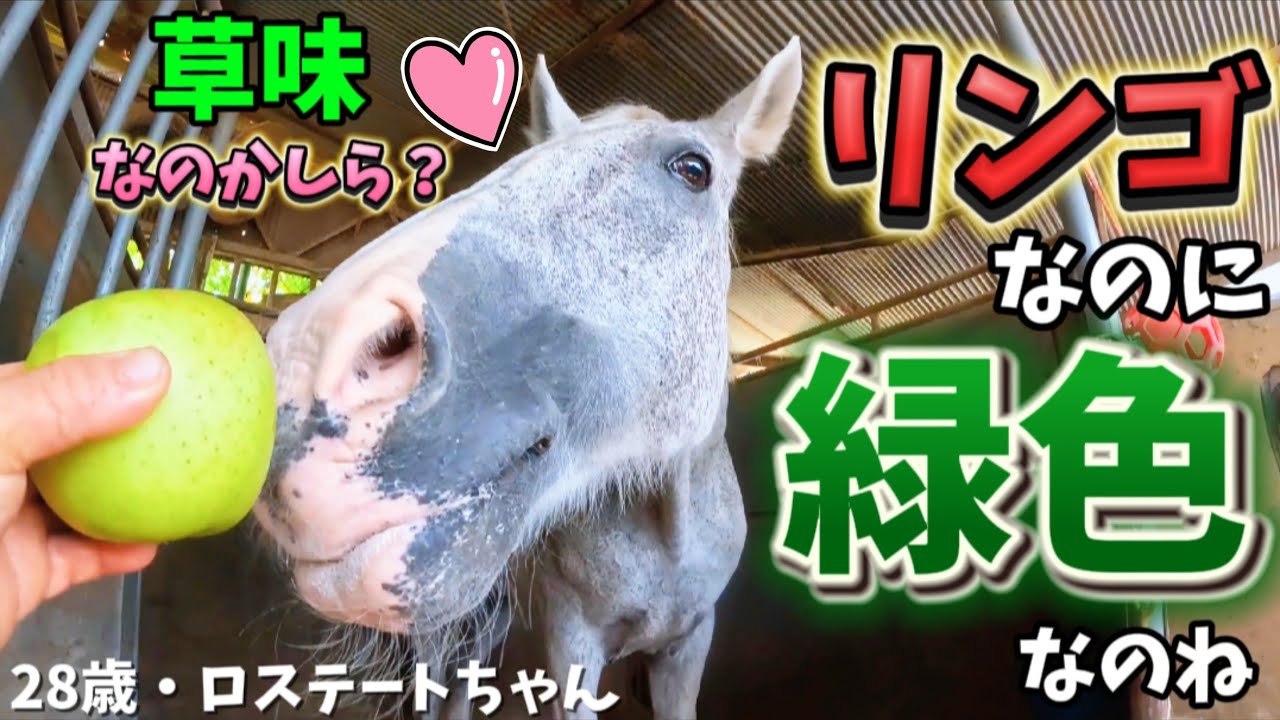 草のように緑色な青リンゴを初めて見た28歳のおばあちゃん白馬の反応が可愛すぎました…。【ツルマルボーイ様のシモベ】