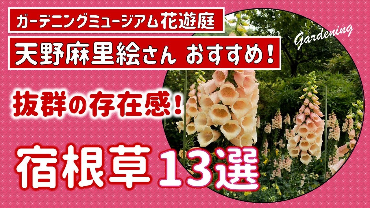 【ガーデニング】「趣味の園芸」講師 天野麻里絵さんおすすめの宿根草13選！抜群の存在感！秋植え！あしかがフラワーパーク・花菜ガーデン・ガーデニングミュージアム花遊庭・gardening