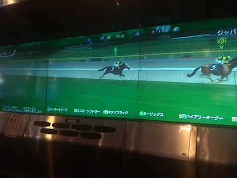 殿堂馬 ジャパンカップ