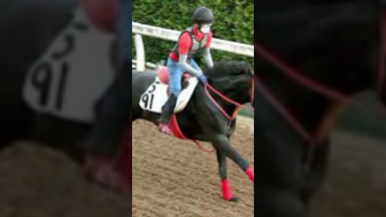 スプリンターズＳ】本気の遠征だ！香港馬ムゲンに帯同馬アイランドサプライズの存在が判明