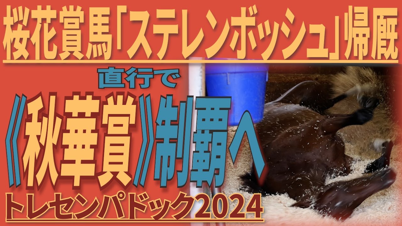 雷も平気！ゴロゴロも好き！「ステレンボッシュ」帰厩～栗東出発へ・《秋華賞制覇》に向けて！トレセンパドック2024