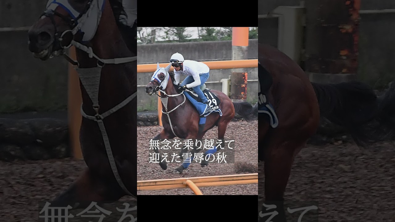 【神戸新聞杯】メイショウタバル〝北国の母と弟〟も応援してるよ　#メイショウタバル　#神戸新聞杯　#皐月賞　#日本ダービー　#JRA　#日本中央競馬会　#ゴールドシップ