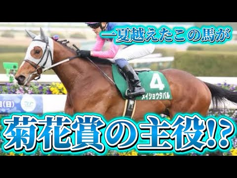 菊花賞GⅠ 2024 主役候補　#菊花賞 #メイショウタバル #競馬 #競馬予想 #競馬予想動画 #チャンネル登録お願いします