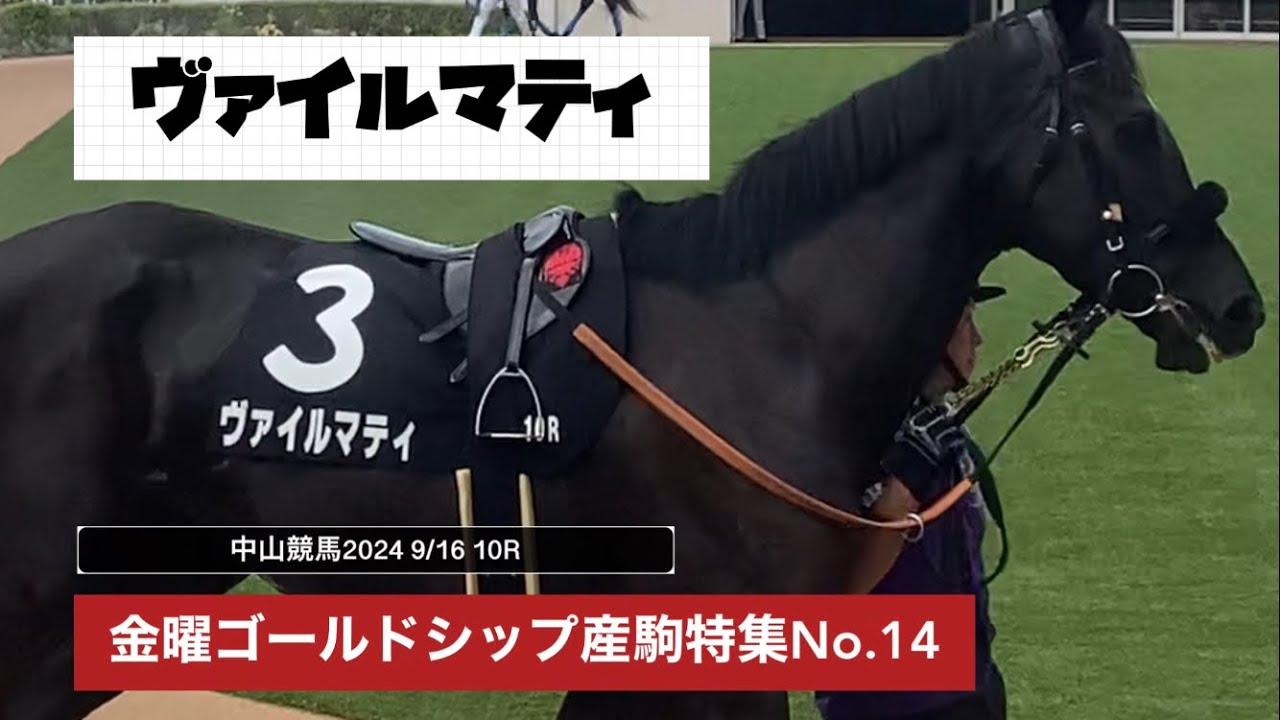 【ゴールドシップ産駒】全兄があのマイネルグロンの黒き青鹿毛のゴルシ産駒ヴァイルマティ🐎