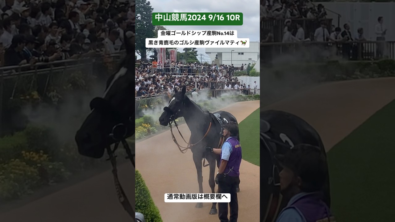金曜ゴールドシップ産駒No.14は黒き青鹿毛のゴルシ産駒ヴァイルマティ🐎兄は中山大障害勝ち馬のマイネルグロン　#ゴールドシップ産駒  #マイネルグロン　#ゴールドシップ産駒