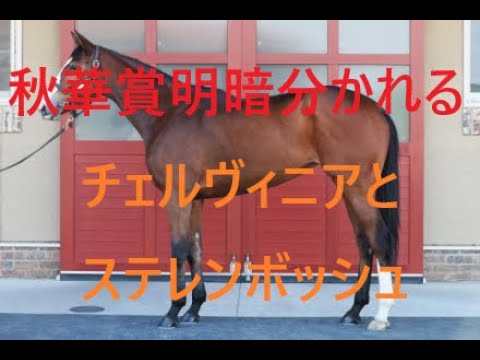 秋華賞 2024 実績馬２頭は今後差が開く チェルヴィニア、ステレンボッシュ上回るのは？
