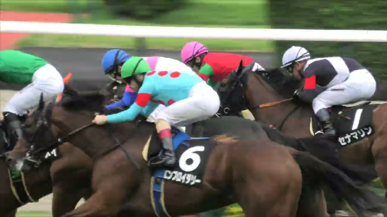 2024 9 29 中山競馬場第9レース　サフラン賞　勝利馬：クリノメイ（佐々木 大輔騎手）　エンブロイダリー　セナマリン　ゴーソーファー　他