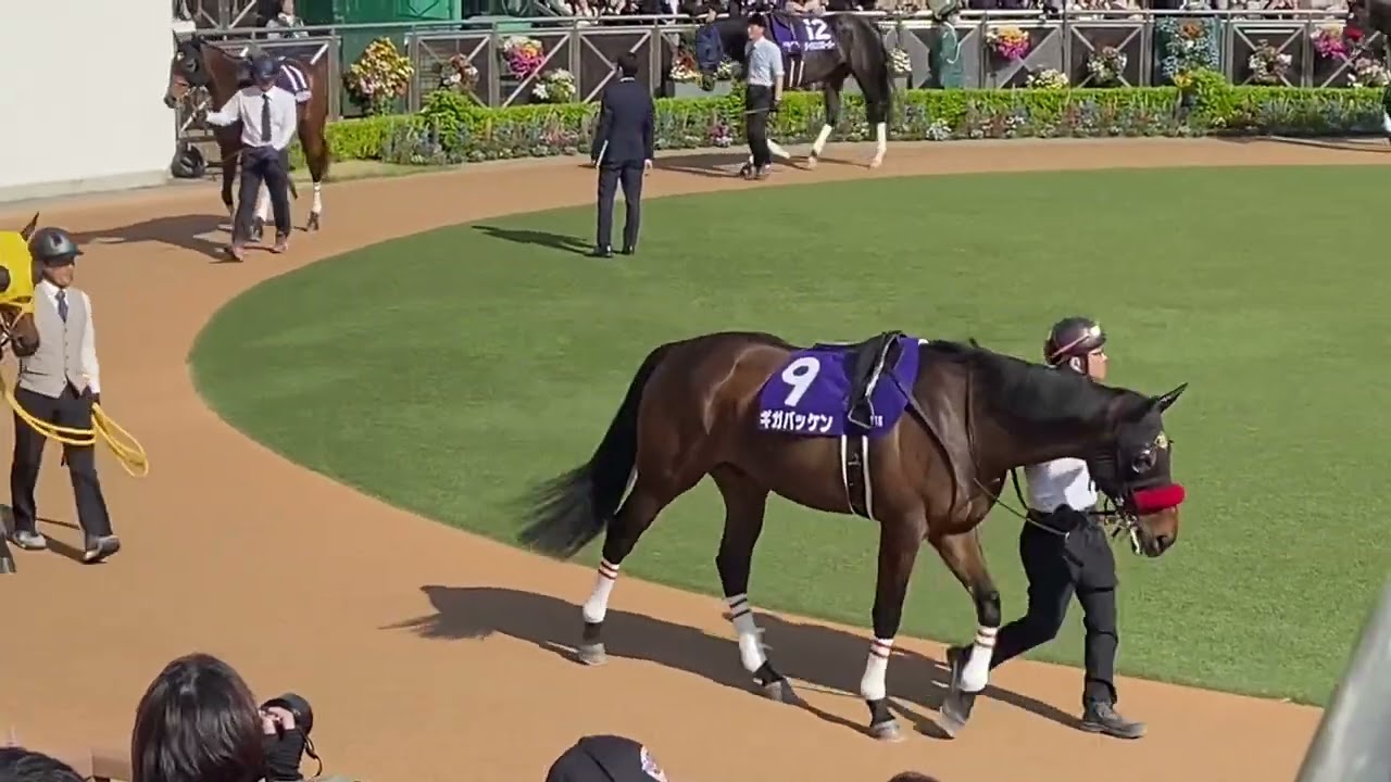 中山11レース 中山グランドジャンプ(JGⅠ)パドック