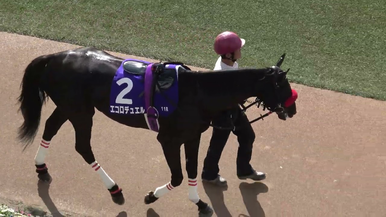 【中山グランドジャンプ2024】全頭パドック＋マイネルグロン多め 現地映像 イロゴトシ