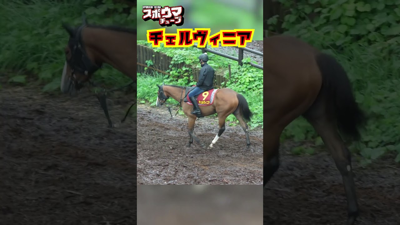 【秋華賞・出走予定】チェルヴィニア 美浦での様子 #チェルヴィニア #秋華賞 #shorts