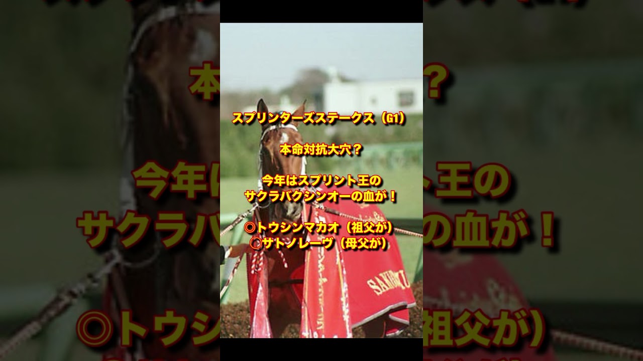 スプリンターズステークス（G1）本命対抗大穴？今年はスプリント王のサクラバクシンオーの血が！◎トウシンマカオ（祖父が）◯サトノレーヴ（母父が） #競馬 #予想 #競馬予想 #スプリンターズs