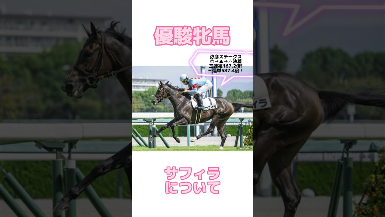 【優駿牝馬2024】サフィラについて #オークス #オークス2024 #優駿牝馬  #ステレンボッシュ #スウィープフィート #ライトバック #クイーンズウォーク #チェルヴィニア #サフィラ