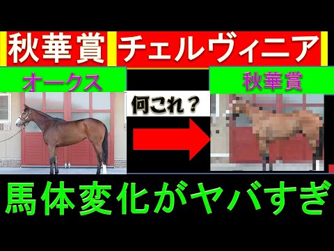 2024年 秋華賞 チェルヴィニアの馬体がヤバすぎる
