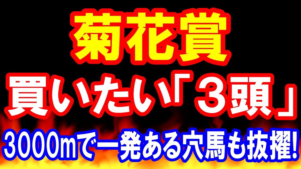 菊花賞 2024 【 買いたい３頭 】 3000mで一発ある穴馬も抜擢！