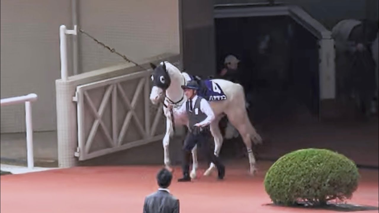 【大阪杯2024】あれ⁉誘導馬が入って来た⁉ ハヤヤッコから入場の全頭パドック  現地映像 ベラジオオペラ