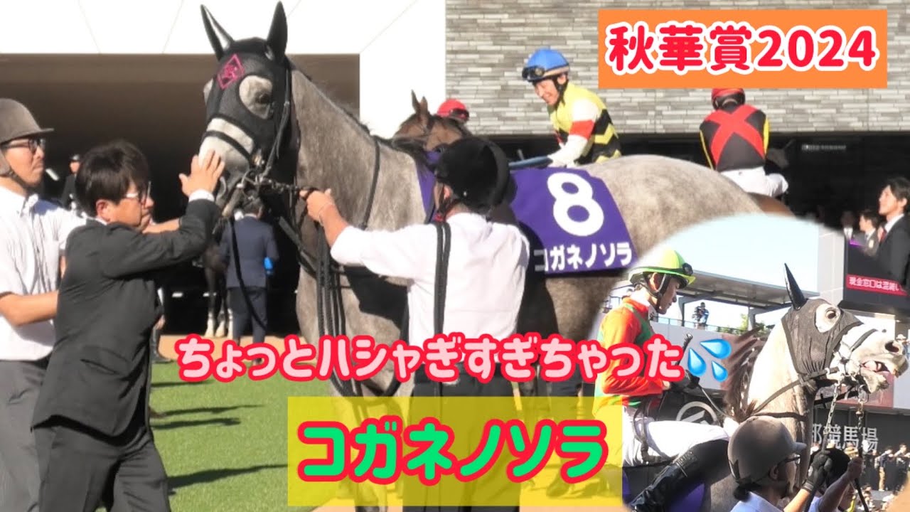 【秋華賞2024】初めての京都遠征でテンション⤴︎⤴︎コガネノソラ、りゅうせいも急遽乗ってくれてありがとう‼️【ゴールドシップ産駒】