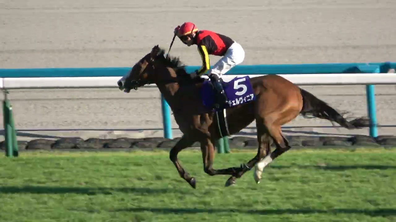 【秋華賞2024】 強かった‼ 抜け出しての2冠達成‼ウィニングラン 現地映像 チェルヴィニア おまけで生ファンファーレ入り
