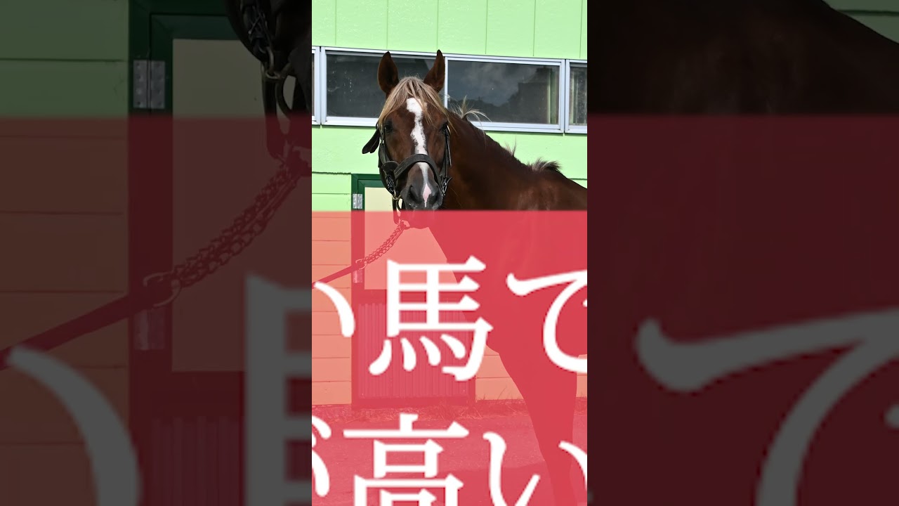 【風のたより】菊花賞勝ち馬トーホウジャッカル