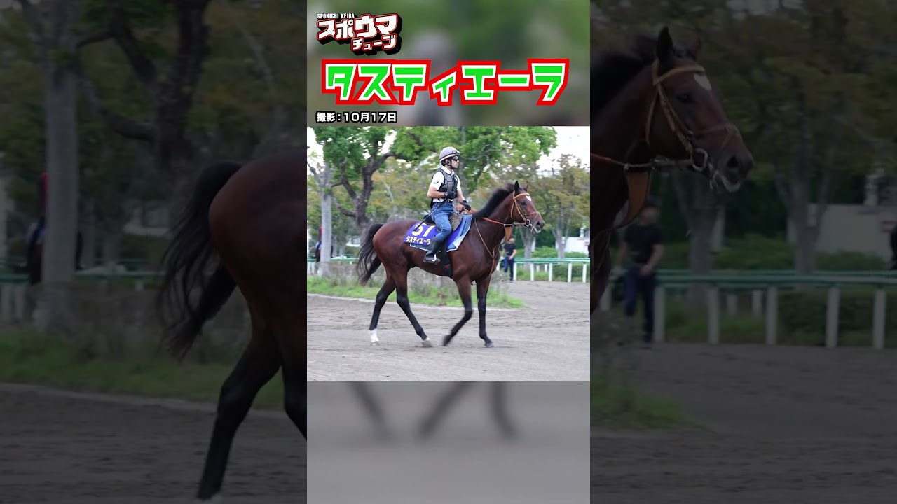 【天皇賞（秋）・出走予定】タスティエーラ 美浦での様子 #shorts