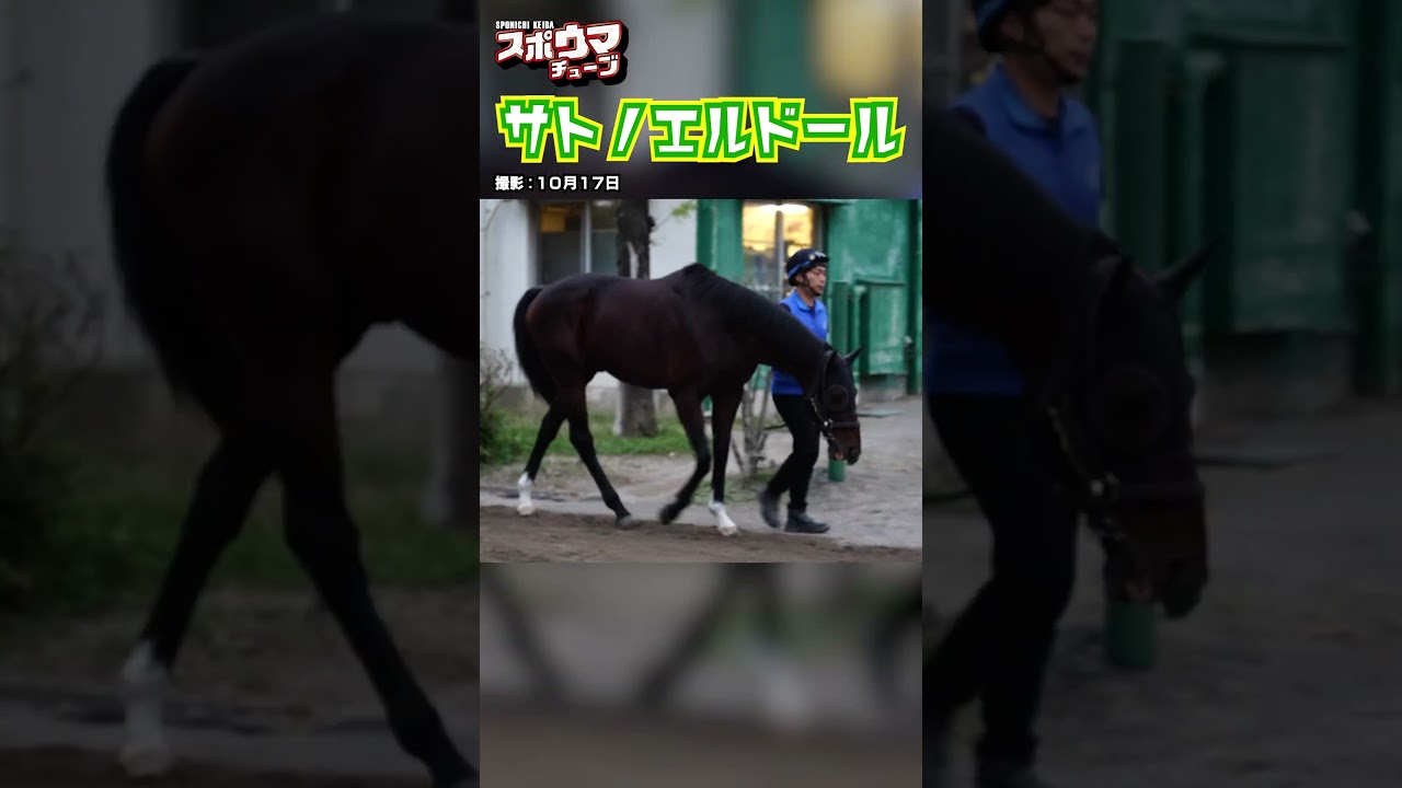 【天皇賞(秋)・出走予定】サトノエルドール 美浦での様子 #shorts