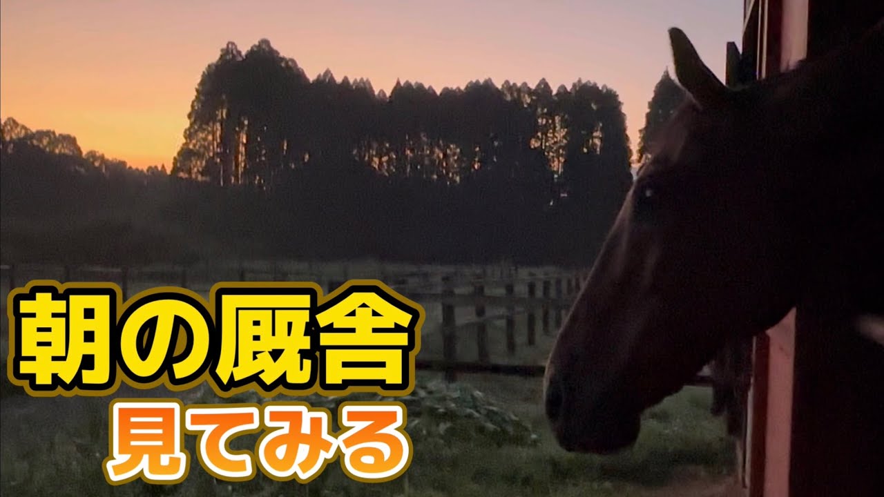 朝の厩舎　見てみる