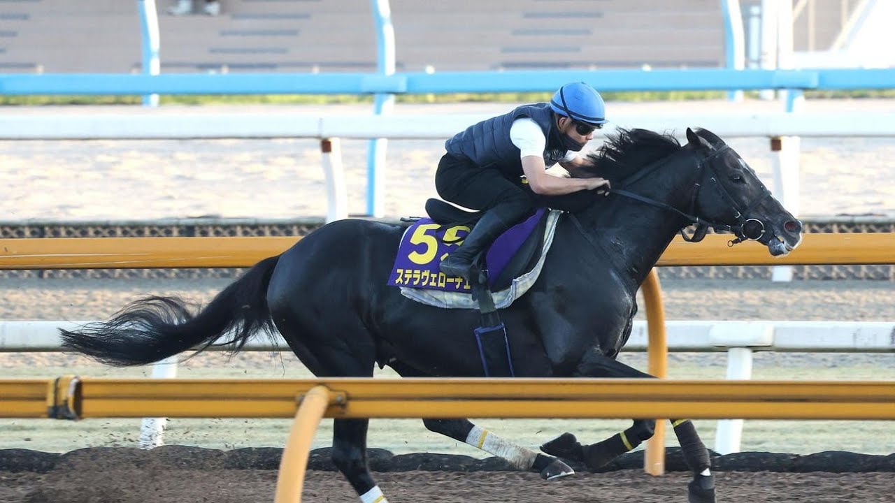 【天皇賞・秋】21年皐月賞＆ダービー３着馬ステラヴェローチェ攻めの調整で悲願G1制覇へ[Japanese sports