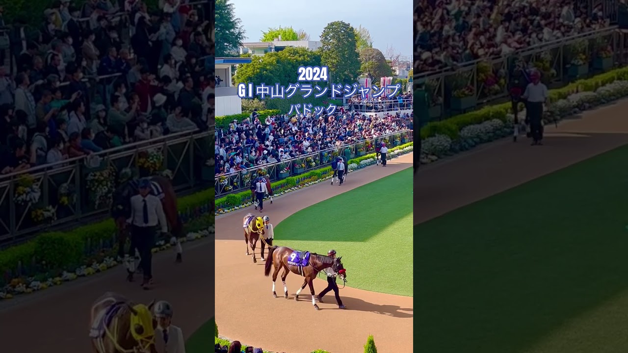 #中山競馬場 #中山グランドジャンプ #G I #パドック