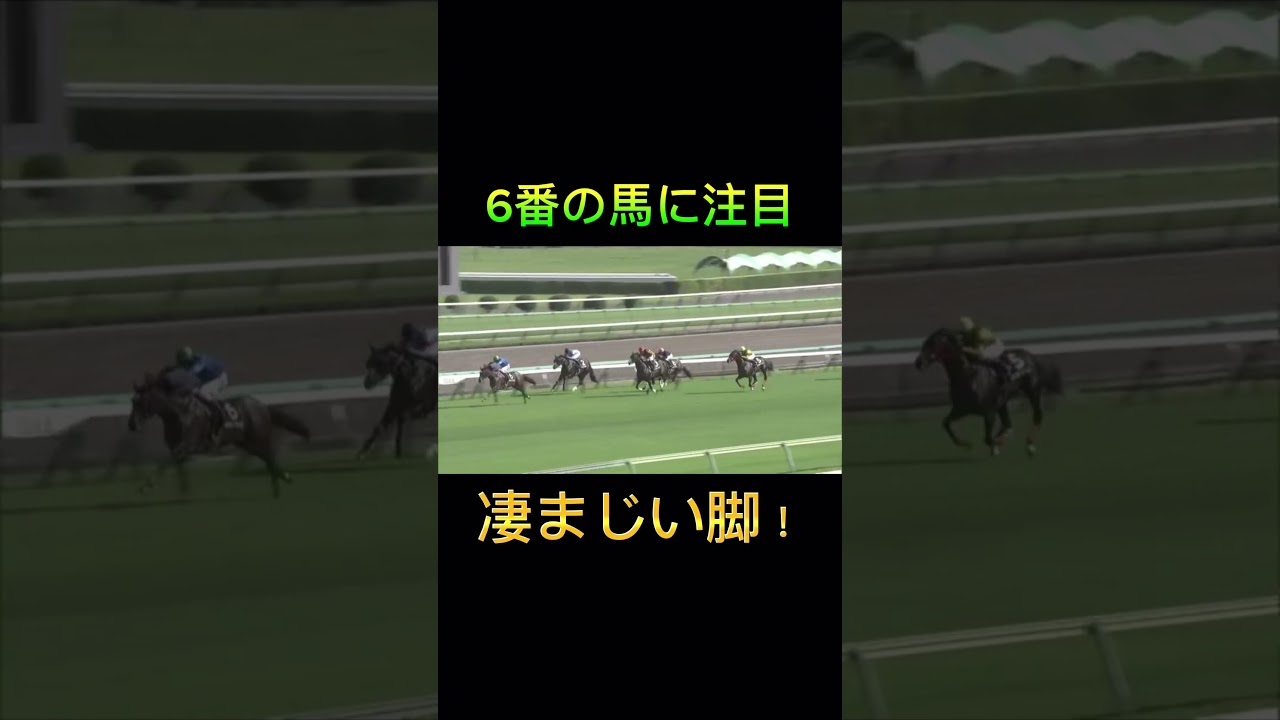 阪神JFに気になる馬を見つけました！ #阪神JF #阪神JF2023#競馬#競馬予想#穴馬 #末脚勝負 #キャットファイト
