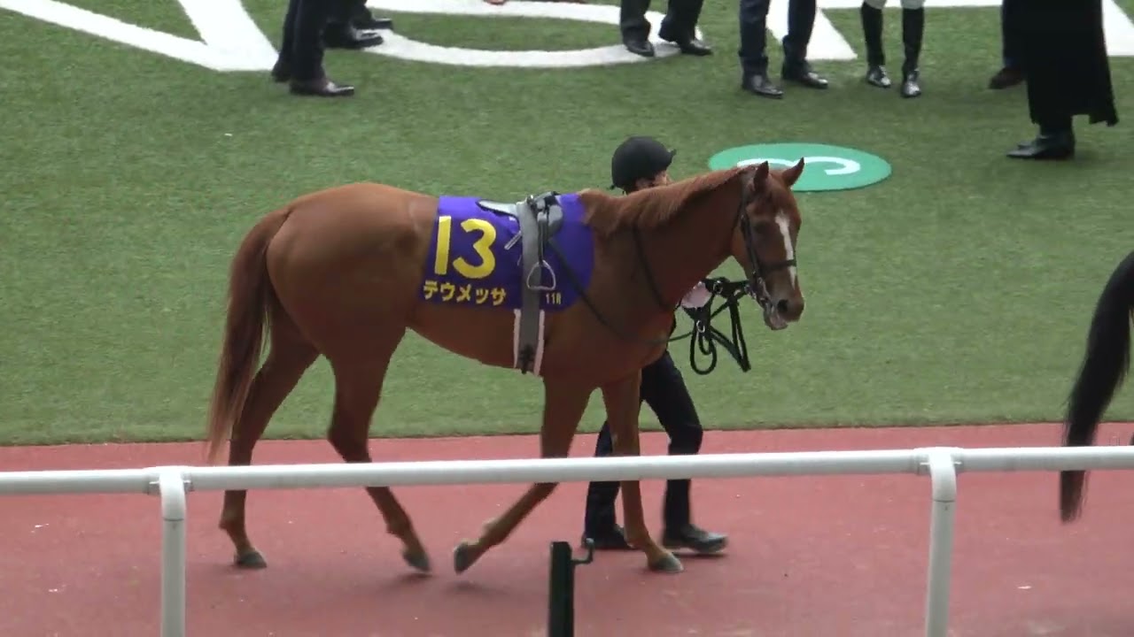 【桜花賞2024】全頭パドック 現地映像 ステレンボッシュ