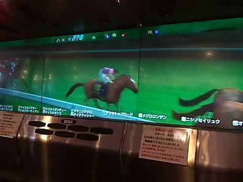 2ブルーコンコルト 皐月賞