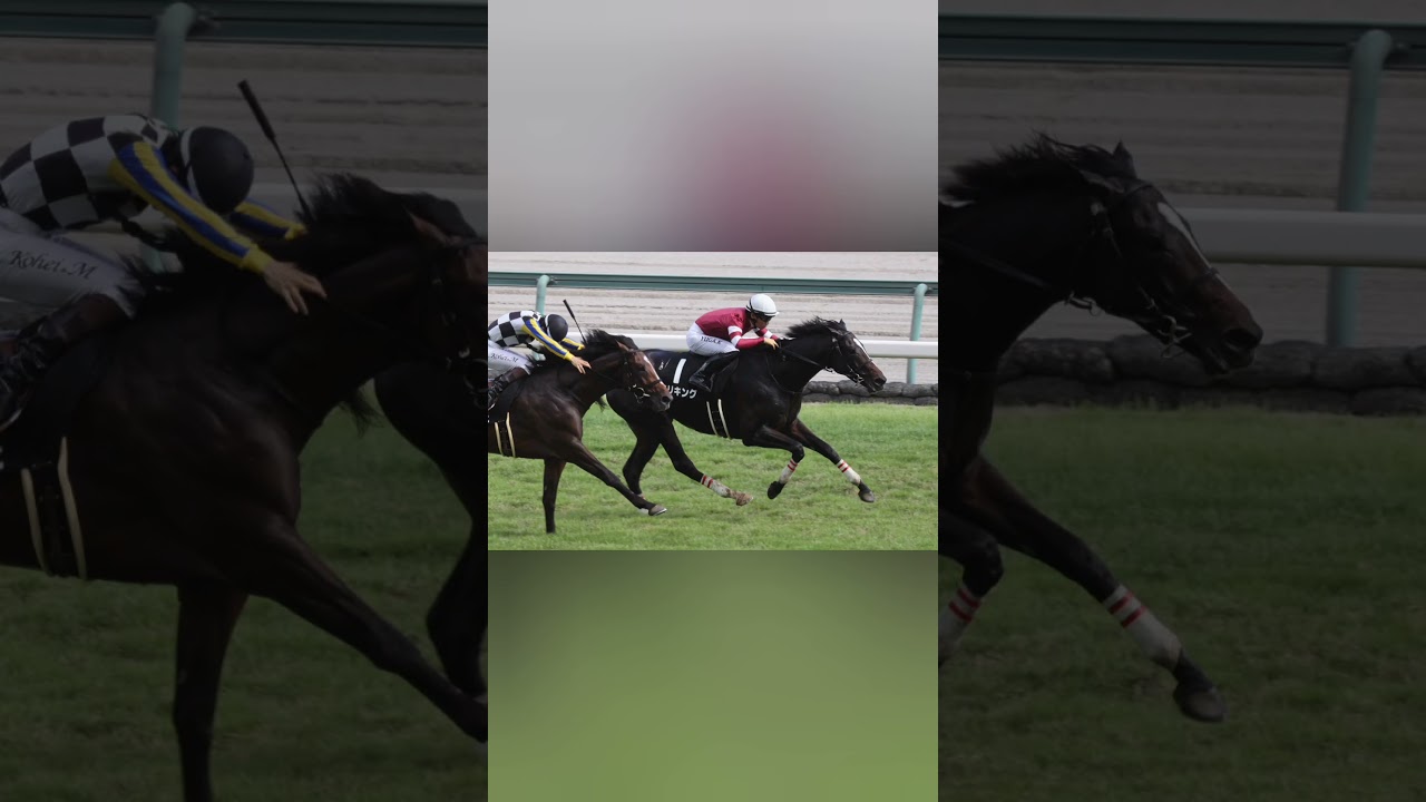 【2歳次走報】デルアヴァーはホープフルSが目標[Japanese sports