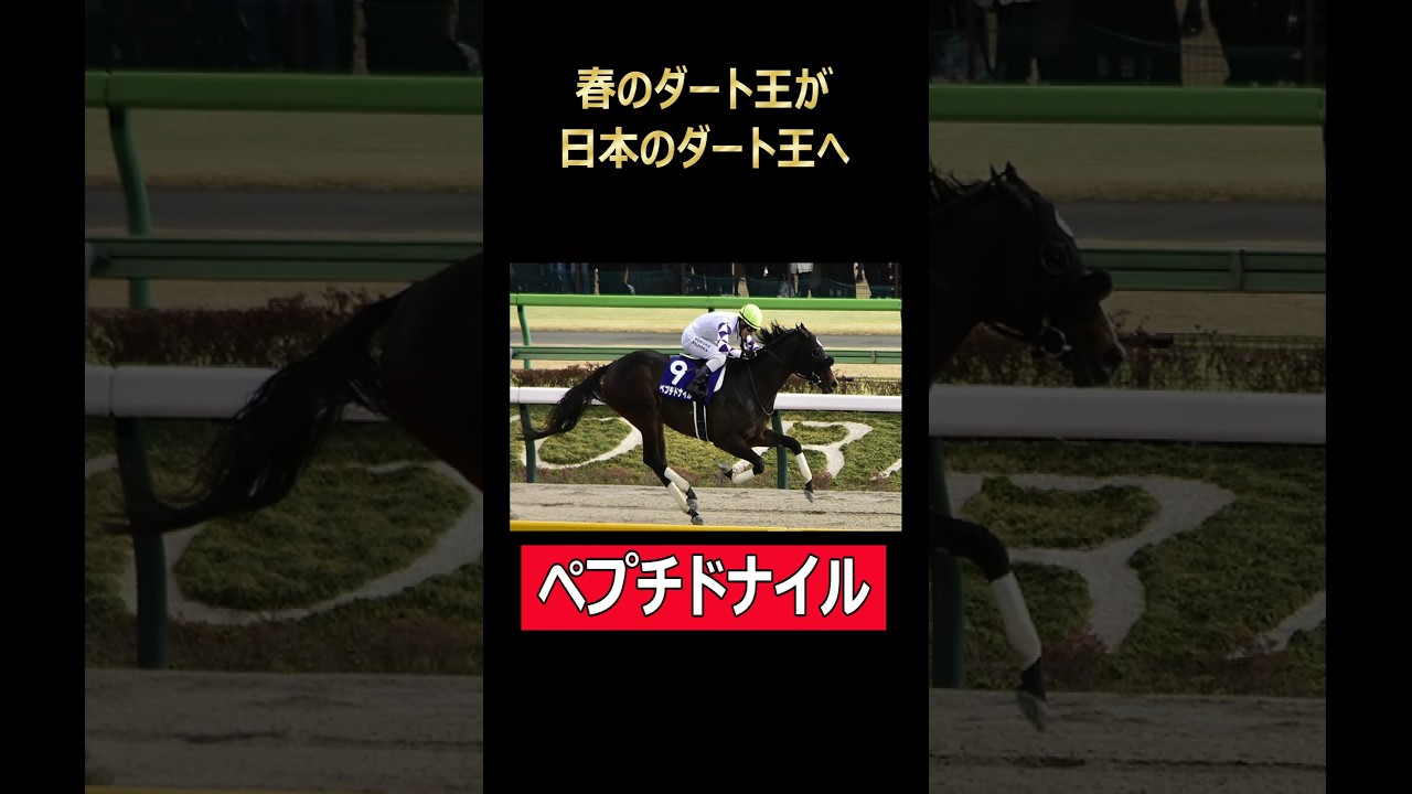 フェブラリーSで大波乱を巻き起こした馬が日本のダート王になるのか？ペプチドナイルがチャンピオンズCに #競馬 #ウマ娘 #ペプチドナイル #藤岡佑介 #キングカメハメハ #フェブラリーS