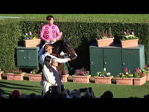 【イルミネーションジャンプステークス2024】アサクサゲンキが久々の勝利‼ 最終飛越で騎手が落馬したレディステディゴーは一人で帰って来る 現地映像