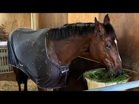 ドウデュース勝利集🏆そして最終章へ🐎